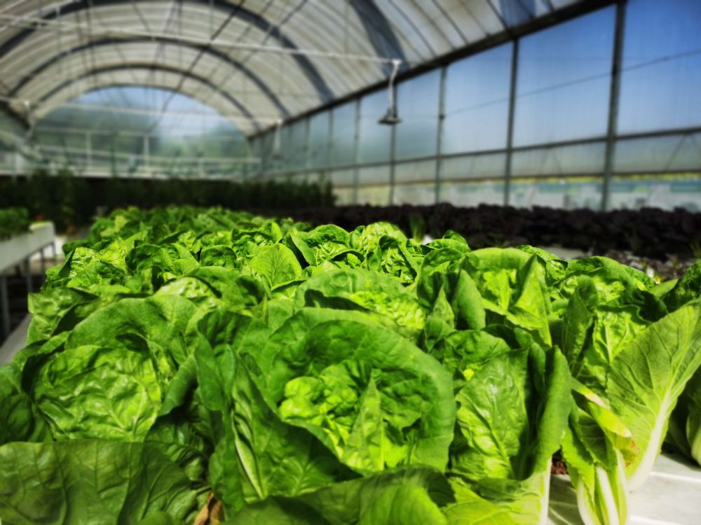 欧洲杯竞猜网站光电植物灯事业部的产品用于蔬菜种植