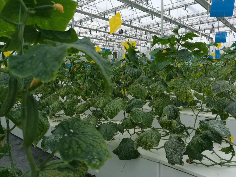 欧洲杯竞猜网站光电植物生长灯事业部的产品用于植物农场蔬菜种植